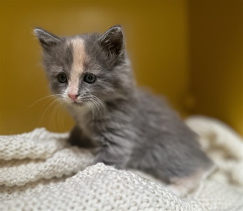 Shelter Stray Female Cat last seen , 3201 Lacy St, Los Angeles, CA 90031, USA