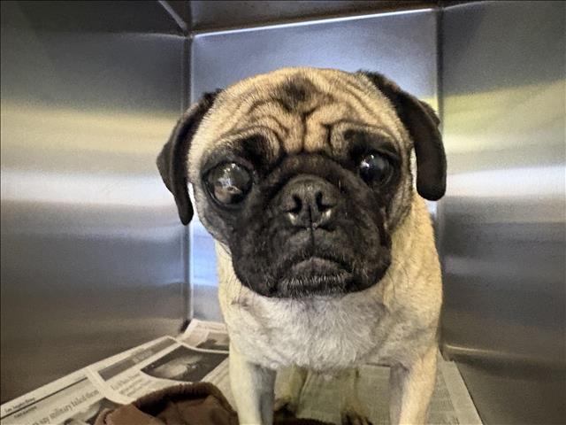 Shelter Stray Female Dog last seen , 1850 W 60th St, Los Angeles, CA 90047, USA