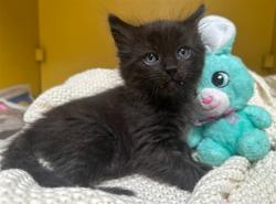 Shelter Stray Male Cat last seen , 3201 Lacy St, Los Angeles, CA 90031, USA