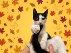 Shelter Stray Male Cat last seen , 1850 W 60th St, Los Angeles, CA 90047, USA