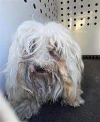 Shelter Stray Male Dog last seen Near BLOCK AGRIGENTO LN, RIVERSIDE, CA, 6851 Van Buren Boulevard, Jurupa Valley, CA 92509, USA