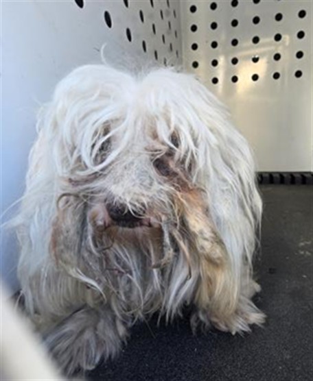 Shelter Stray Male Dog last seen Near BLOCK AGRIGENTO LN, RIVERSIDE, CA, 6851 Van Buren Boulevard, Jurupa Valley, CA 92509, USA