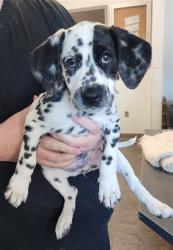 Shelter Stray Female Dog last seen , 11361 W Pico Blvd, Los Angeles, CA 90064, USA