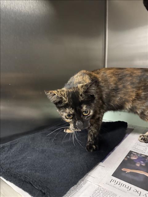 Shelter Stray Unknown Cat last seen , 11361 W Pico Blvd, Los Angeles, CA 90064, USA