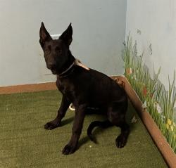 Shelter Stray Female Dog last seen , 38550 Sierra Hwy, Palmdale, CA 93550, USA