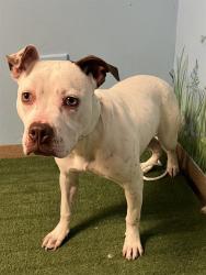 Shelter Stray Female Dog last seen , 38550 Sierra Hwy, Palmdale, CA 93550, USA