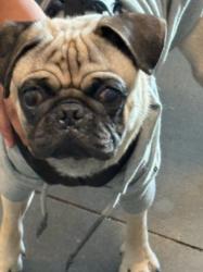 Shelter Stray Male Dog last seen , West Valley Animal Shelter, 20655 Plummer St, Chatsworth, CA 91311, USA