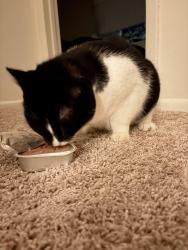 Reunited Female Cat last seen Londonderry rd, Dartmouth St, Harrisburg, PA 17109