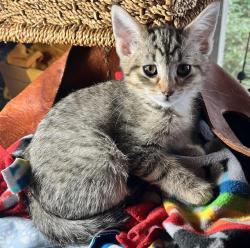 Shelter Stray Female Cat last seen Near BLOCK S 164TH ST, SEATAC WA 98188, 21615 64th Ave S, Kent, WA 98032, USA