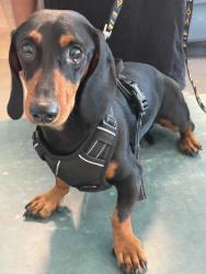 Shelter Stray Male Dog last seen , West Valley Animal Shelter, 20655 Plummer St, Chatsworth, CA 91311, USA