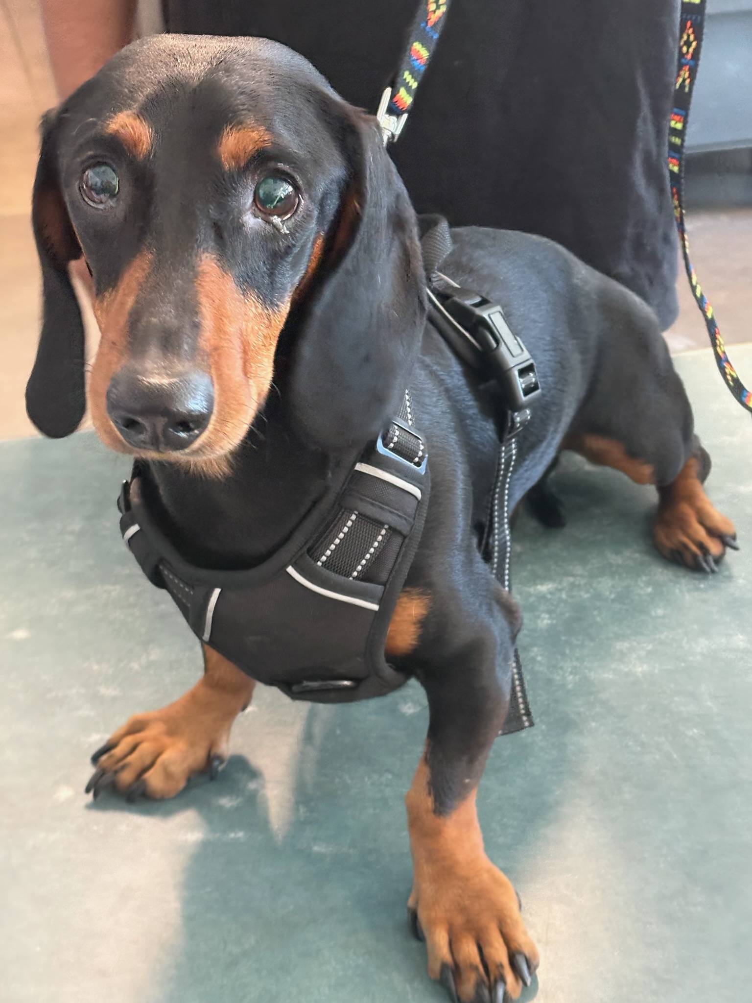 Shelter Stray Male Dog last seen , West Valley Animal Shelter, 20655 Plummer St, Chatsworth, CA 91311, USA