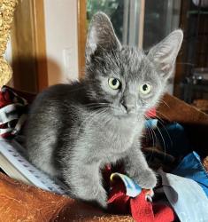 Shelter Stray Male Cat last seen Near BLOCK S 164TH ST, SEATAC WA 98188, 21615 64th Ave S, Kent, WA 98032, USA
