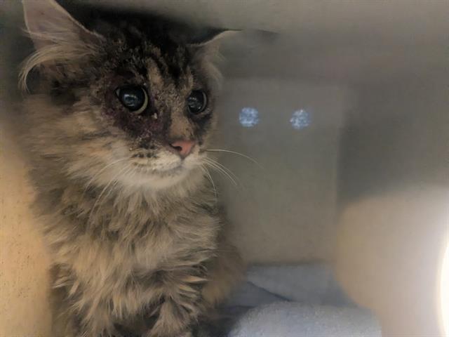 Shelter Stray Unknown Cat last seen Near BLOCK S 170TH ST, SEATAC WA 98188, 21615 64th Ave S, Kent, WA 98032, USA