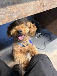 Shelter Stray Male Dog last seen Near BLOCK LITTLE DEAL RD, TALLAHASSEE FL 32308, 1125 Easterwood Dr, Tallahassee, FL 32311, USA
