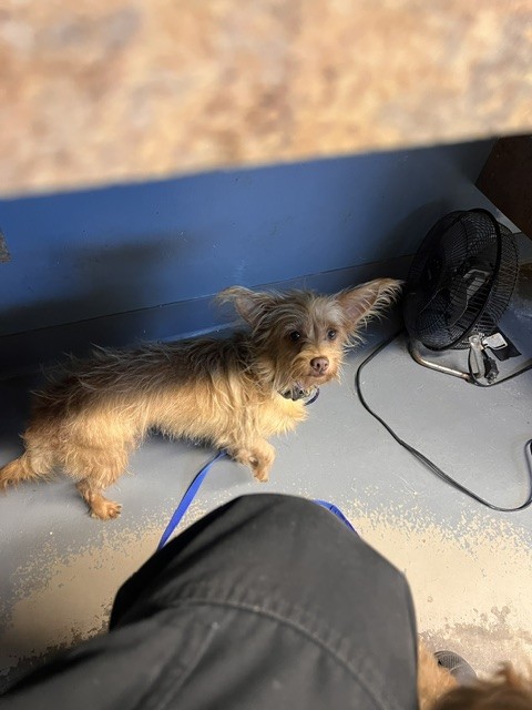 Shelter Stray Female Dog last seen Near BLOCK LITTLE DEAL RD, TALLAHASSEE FL 32308, 1125 Easterwood Dr, Tallahassee, FL 32311, USA