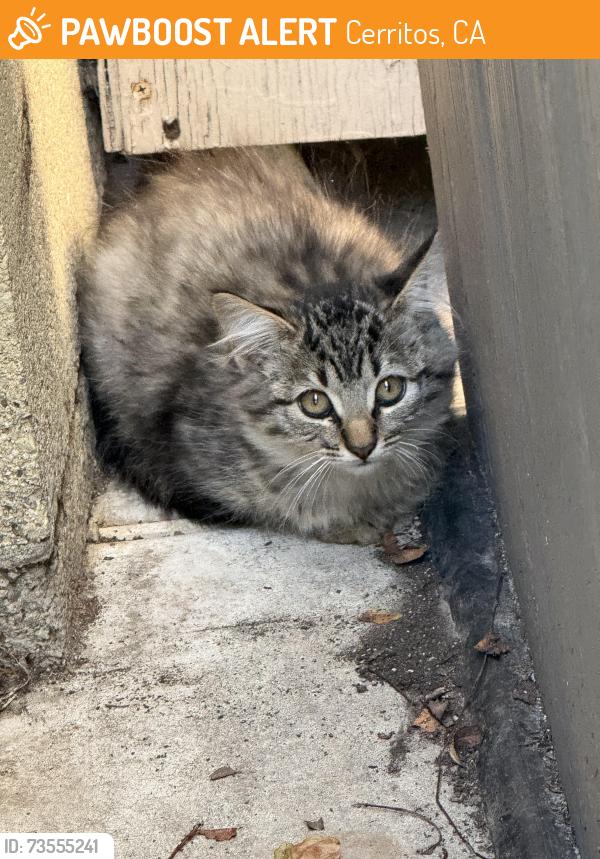 Found/Stray Unknown Cat last seen Briarwood Street & Vicky Ave., Cerritos, Cerritos, CA 90703