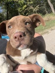 Shelter Stray Male Dog last seen SE 104TH / S MIDWEST BLVD, 2811 SE 29th St, Oklahoma City, OK 73129, USA