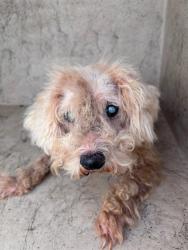 Shelter Stray Unknown Dog last seen Near BLOCK HEMINGWAY DR, 2811 SE 29th St, Oklahoma City, OK 73129, USA