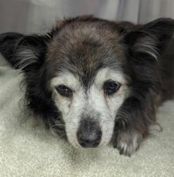 Shelter Stray Male Dog last seen , 4000 N Silverbell Rd, Tucson, AZ 85745, USA