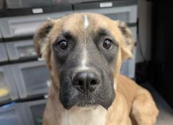 Shelter Stray Male Dog last seen , 4000 N Silverbell Rd, Tucson, AZ 85745, USA