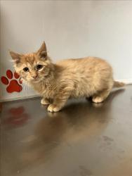 Shelter Stray Male Cat last seen Near BLOCK N MARKET ST, WICHITA KS 67214, 3303 N Hillside St, Wichita, KS 67219, USA