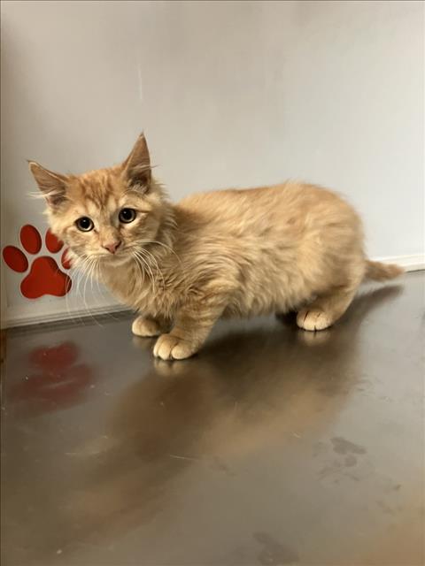 Shelter Stray Male Cat last seen Near BLOCK N MARKET ST, WICHITA KS 67214, 3303 N Hillside St, Wichita, KS 67219, USA