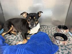 Shelter Stray Female Dog last seen SIGNAL BUTLE/UNIVERSITY, 5501 E Van Buren St, Phoenix, AZ 85008, USA