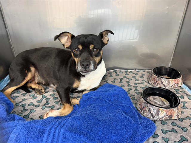 Shelter Stray Female Dog last seen SIGNAL BUTLE/UNIVERSITY, 5501 E Van Buren St, Phoenix, AZ 85008, USA