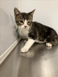 Shelter Stray Male Cat last seen Near BLOCK E PAWNEE AVE, WICHITA KS 67211, 3303 N Hillside St, Wichita, KS 67219, USA
