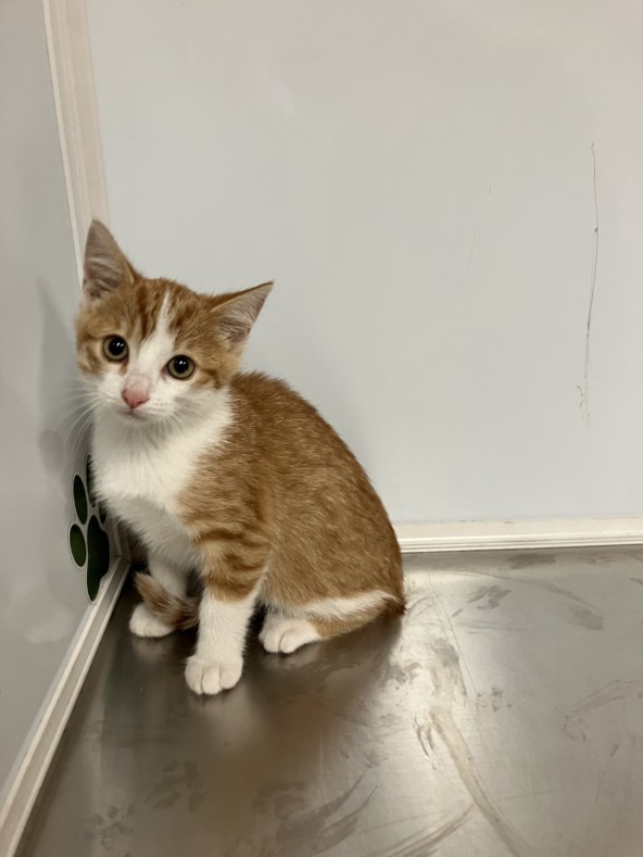 Shelter Stray Female Cat last seen Near BLOCK E PAWNEE AVE, WICHITA KS 67211, 3303 N Hillside St, Wichita, KS 67219, USA