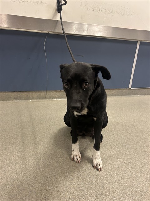 Shelter Stray Female Dog last seen Near BLOCK NW 94 ST, 3599 NW 79th Ave, Doral, FL 33122, USA