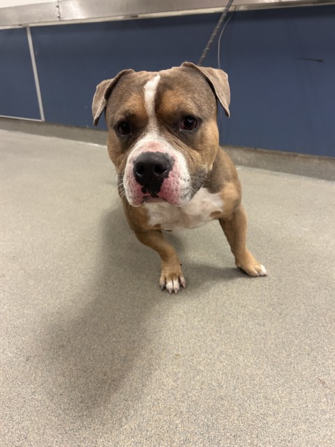 Shelter Stray Male Dog last seen Near BLOCK NE 62ND ST, 3599 NW 79th Ave, Doral, FL 33122, USA