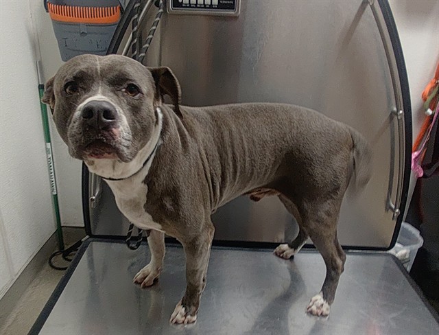 Shelter Stray Male Dog last seen Near BLOCK SW 81 TER, MIRAMAR FL 33025, 2400 SW 42nd St, Fort Lauderdale, FL 33312, USA