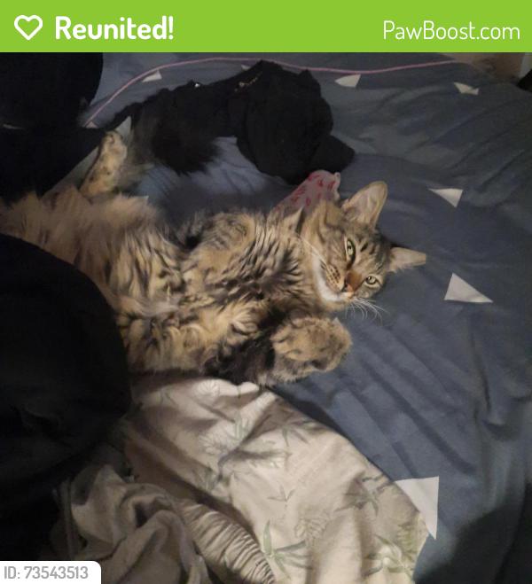 Reunited Male Cat last seen Tampa Woods Apts off Hillsborough Ave, Tampa, FL 33634