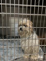 Shelter Stray Male Dog last seen Near BLOCK NORTHBUR LN, 10521 Baur Blvd, Olivette, MO 63132, USA