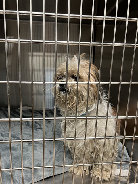 Shelter Stray Male Dog last seen Near BLOCK NORTHBUR LN, 10521 Baur Blvd, Olivette, MO 63132, USA
