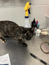 Shelter Stray Female Cat last seen Near BLOCK WINCHESTER DR/NELSON DR,63121, 10521 Baur Blvd, Olivette, MO 63132, USA