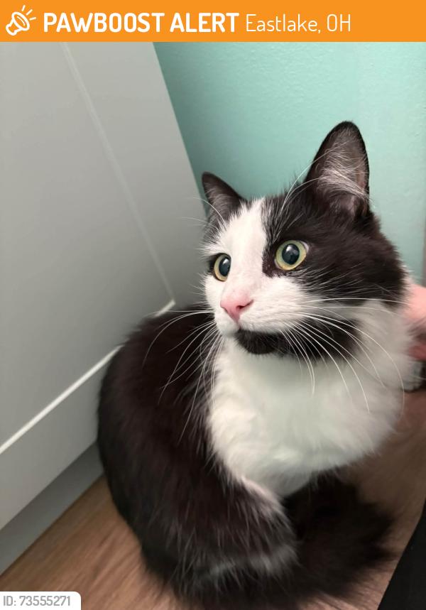 Found/Stray Unknown Cat last seen Near E 331st St, Eastlake, OH 44095