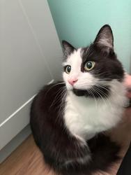 Found/Stray Unknown Cat last seen Near E 331st St, Eastlake, OH 44095