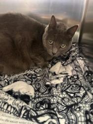 Shelter Stray Female Cat last seen , 957 N Gaffey St, San Pedro, CA 90731, USA