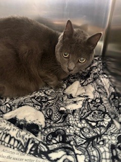 Shelter Stray Female Cat last seen , 957 N Gaffey St, San Pedro, CA 90731, USA
