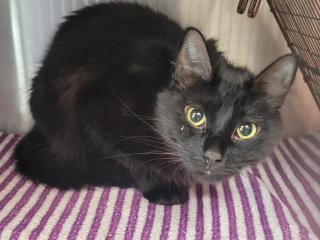 Shelter Stray Female Cat last seen , 957 N Gaffey St, San Pedro, CA 90731, USA