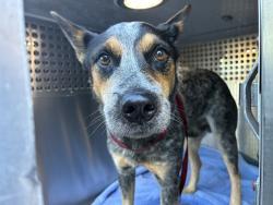 Shelter Stray Male Dog last seen 26TH ST AND TONTO LN, 1920 S Lewis, Mesa, AZ 85210, USA