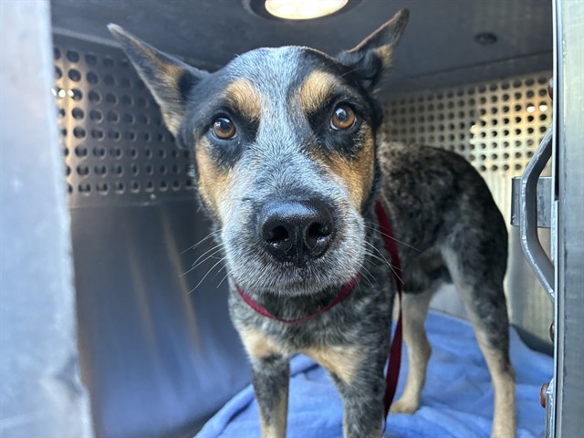 Shelter Stray Male Dog last seen 26TH ST AND TONTO LN, 1920 S Lewis, Mesa, AZ 85210, USA