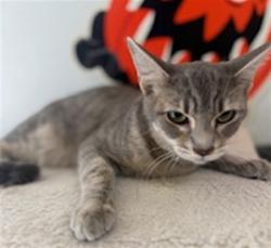 Shelter Stray Male Cat last seen , 957 N Gaffey St, San Pedro, CA 90731, USA