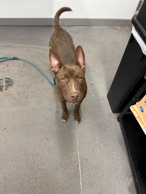 Shelter Stray Male Dog last seen 52ND ST AND MCDOWELL RD, 1920 S Lewis, Mesa, AZ 85210, USA