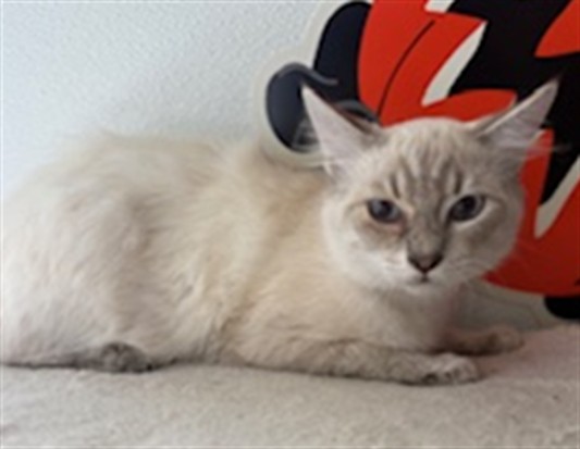 Shelter Stray Male Cat last seen , 957 N Gaffey St, San Pedro, CA 90731, USA