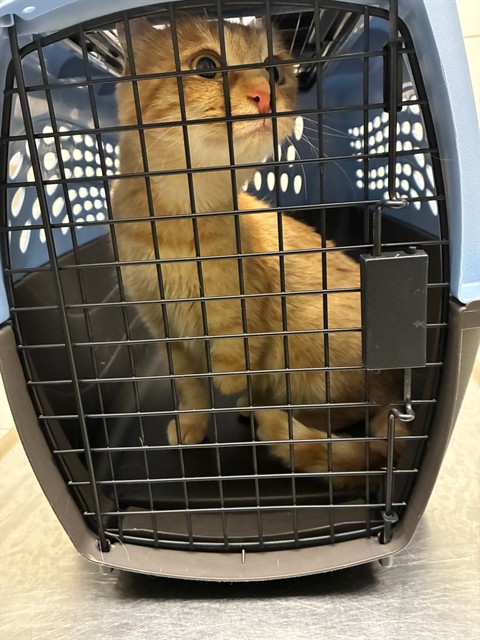 Shelter Stray Female Cat last seen Near BLOCK AND ONEIDA WY, 12155 Park Blvd, Brighton, CO 80601, USA