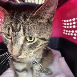Shelter Stray Male Cat last seen Near, 5001 E Raymond St, Indianapolis, IN 46203, USA