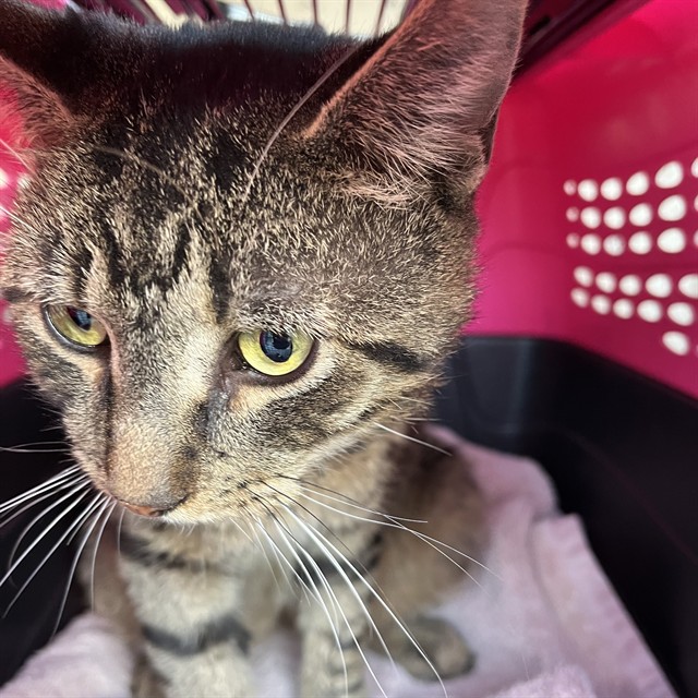 Shelter Stray Male Cat last seen Near, 5001 E Raymond St, Indianapolis, IN 46203, USA